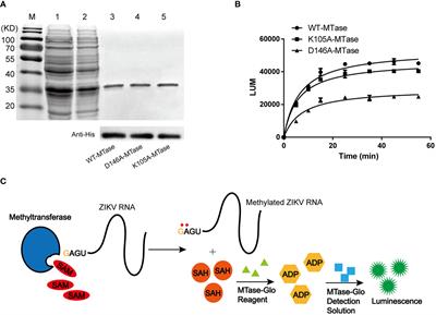 Identification and Characterization of Zika Virus NS5 Methyltransferase Inhibitors